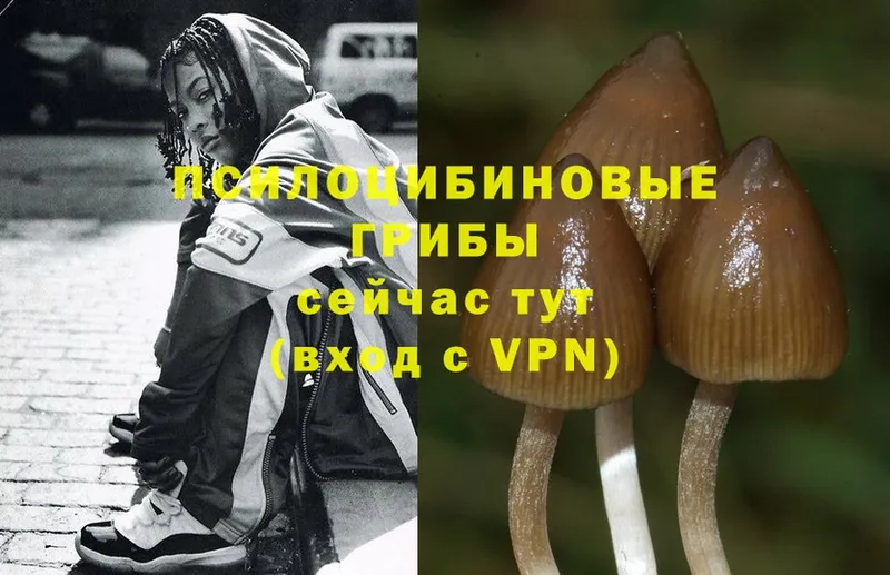 Псилоцибиновые грибы Magic Shrooms Власиха